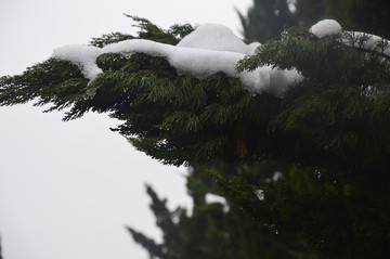 雪后松树