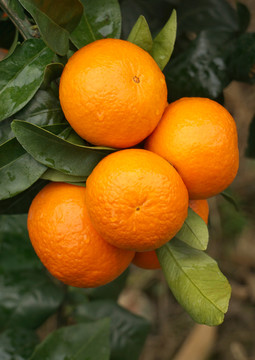 柑橘 默科特