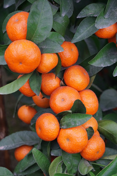 柑橘 默科特
