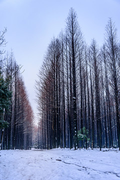 林中雪景