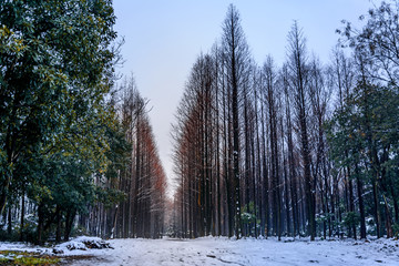 林中雪景