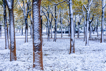 树林雪景