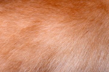 金毛动物毛发皮毛高清大图