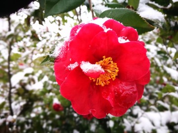 江南的雪