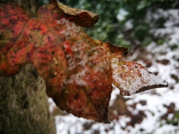 江南的雪