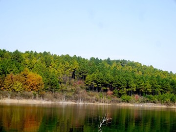 湖边松树林