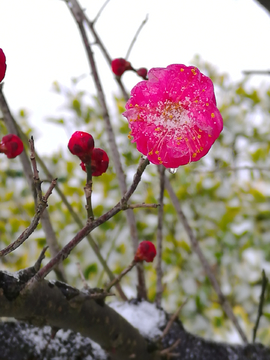 雪中梅花