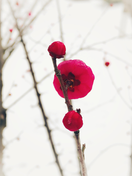 雪中梅花