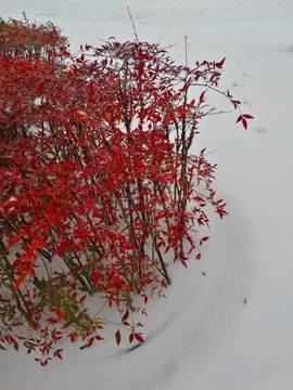 雪后植物