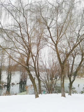 雪后柳树