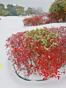 雪后植物