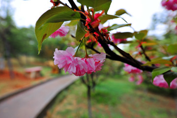 樱花树