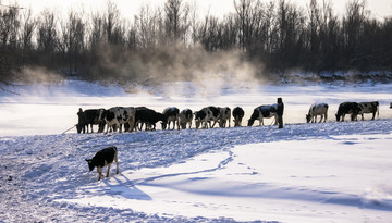 冬季河流牛群