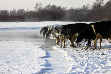冬季河流喝水的牛群