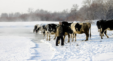 冬季河边喝水的牛群