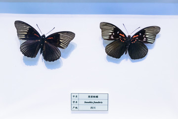 黑紫蛱蝶 四川