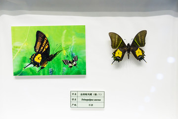 金斑喙凤蝶