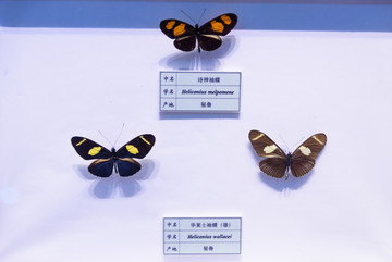 诗神袖蝶 华莱士袖蝶 秘鲁