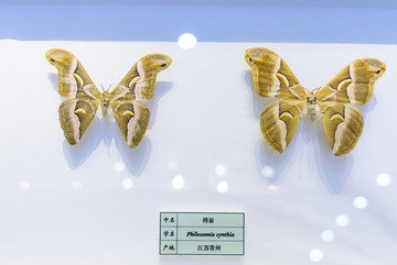 樗蚕 江苏