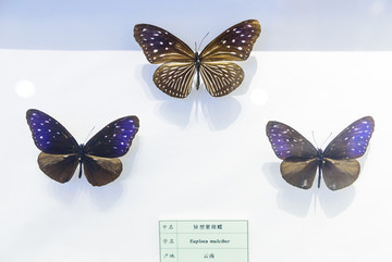 异型紫斑蝶 云南