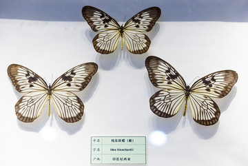 纯帛斑蝶 印尼