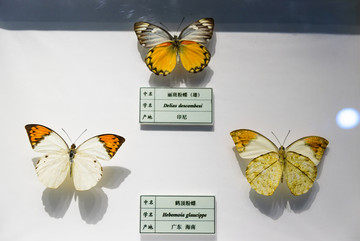 丽斑粉蝶 鹤顶粉蝶