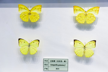 迁粉蝶 四川