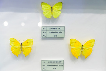 土黄横粉蝶 尖尾菲粉蝶 秘鲁