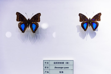 蓝斑荣蛱蝶 秘鲁