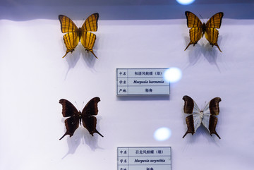 和谐凤蛱蝶 召龙凤蛱蝶 秘鲁