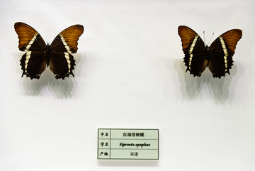 红端帘蛱蝶