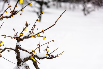 腊梅花傲雪开放