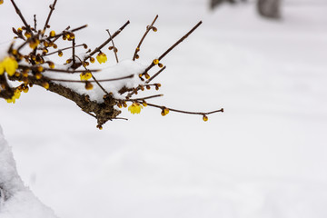 腊梅花傲雪开放