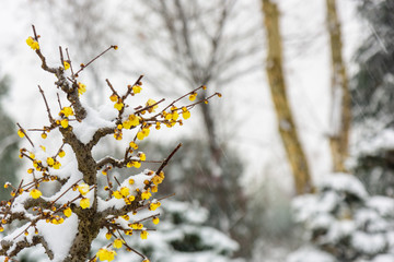 腊梅花傲雪开放