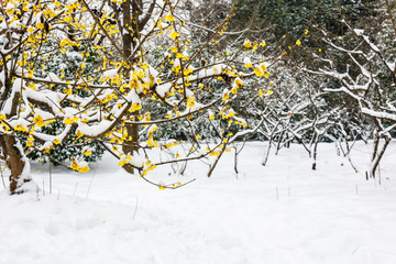 腊梅花傲雪开放