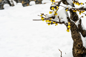 腊梅花傲雪开放