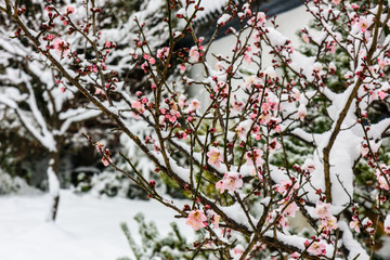 梅花傲雪开放