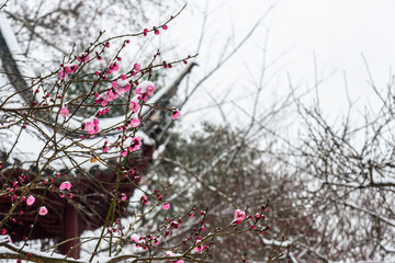 梅花傲雪开放