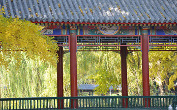 北京中山公园的银杏之秋