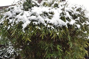 绿竹白雪