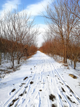 雪地