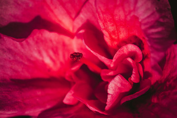 木槿花卉微距摄影