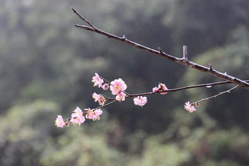 雨中的一枝梅花