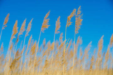达理诺尔湖芦苇