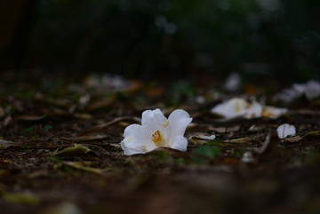 茶花