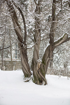 黄帝陵雪景