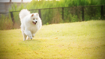 萨摩耶雪橇犬