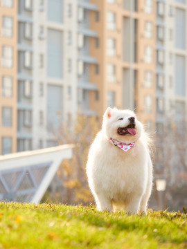 萨摩耶雪橇犬