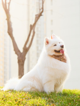 萨摩耶雪橇犬