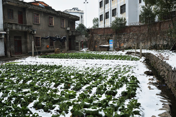 菜地 雪中蔬菜